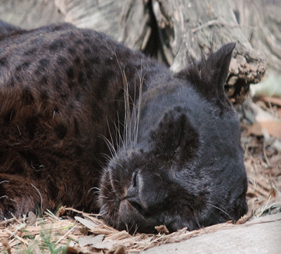 Illustration from The Black Leopard