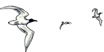 Illustration from Perry and Elliott