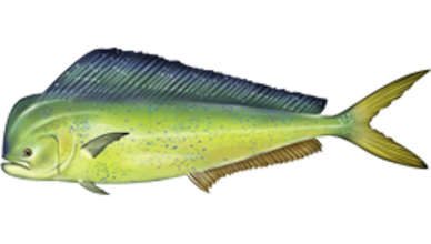 Mahi Mahi