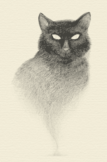 drawing of cat