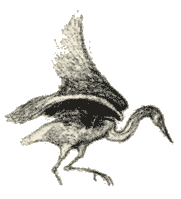 Heron illustration
