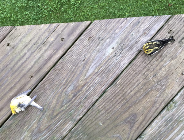 True Love two warblers on a porch