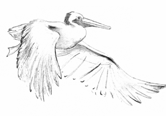 white pelican in flight